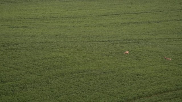 Fallow Deer (Dama dama) in a field. Deer in the nature habitat. Animal in the green meadow. Wildlife scene in Europe.