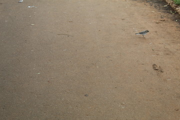 wagtail