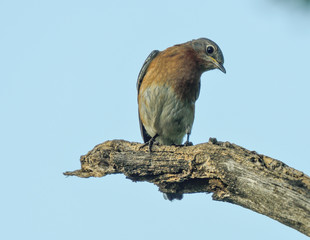 Eastern Bluebird - North American wild songbird
