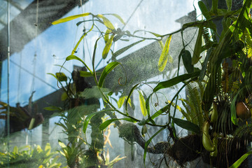 Automatic irrigation for tropical carnivorous plants, in a greenhouse in Madrid, Spain, Europe. Horizontal