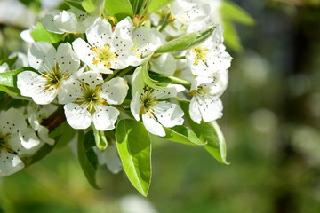 Birnenblüten - Birnenbaumblüten - Birnbaum in Blüte 