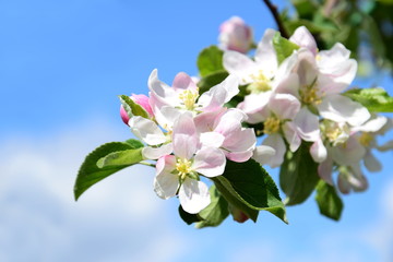 Apfelbaum Bl&uuml;ten -  Apfelbaumbl&uuml;ten zur Bl&uuml;tezeit in S&uuml;dtirol