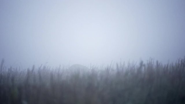 Single Fallow Deer (Dama dama) in morning mist. Deer in the nature habitat.