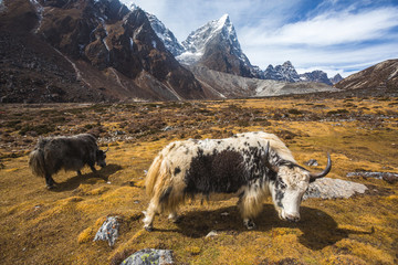 Yak graze in Himalayan mountains of Nepal