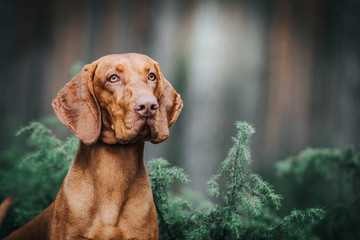 vizla boy posing outside. Vizla dog portrait in green background. Forest around.