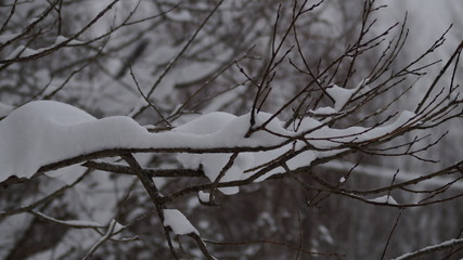 Obraz premium winter forest