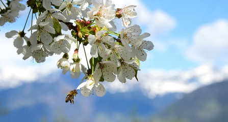Birnenblüten mit Honigbiene vor blauen Himmel mit verschneiten Bergen in Südtirol