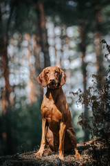 vizla boy posing outside. Vizla dog portrait in green background. Forest around.	