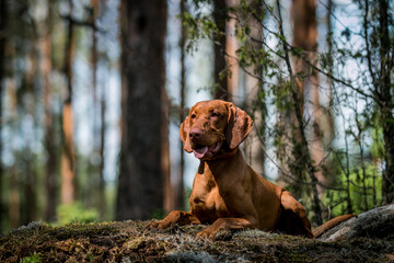 vizla boy posing outside. Vizla dog portrait in green background. Forest around.
