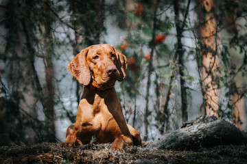 vizla boy posing outside. Vizla dog portrait in green background. Forest around.	
