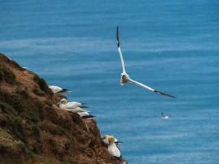 Northern gannets on cliff tops. Gannets hovering overhead.