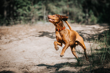 vizla boy posing outside. Vizla dog portrait in green background. Forest around.