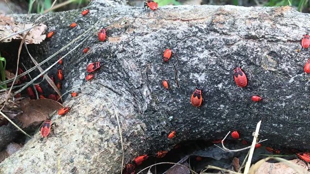 Firebugs are walking on a fallen tree trunk in a forest.