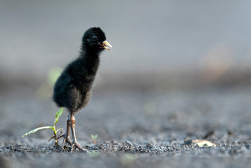 Water Rail (Rallus aquaticus) close up - young one