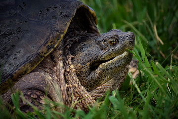 Snapping Turtle Face, Close-Up