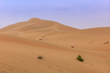 Fototapeta na wymiar sand dunes in Abu Dhabi desert