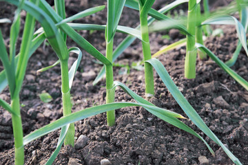 Organic food production concept - young garlic plants growing in the home garden