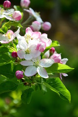 Apfelbaum Blüten -  Apfelbaumblüten zur Blütezeit in Südtirol