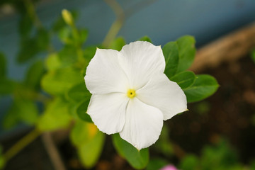 white flower