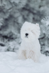 White west terrier dog playing outside in the snow. 