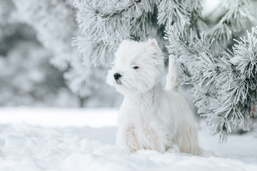 White west terrier dog playing outside in the snow.	