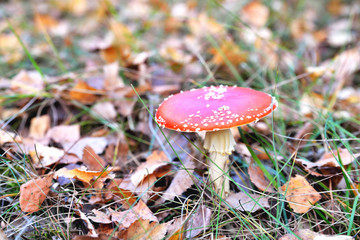 Poisonous inedible toxic mushroom fly agaric in the natural environment, autumn forest, green moss, grass, dead leaves, tinting, sunny day, blur