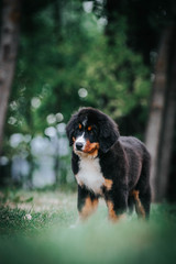 Bernese mountain dog puppy outside. So cute and small bernese puppy.	