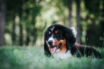 Bernese mountain dog puppy outside. So cute and small bernese puppy.