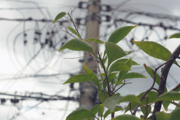 nature in focus