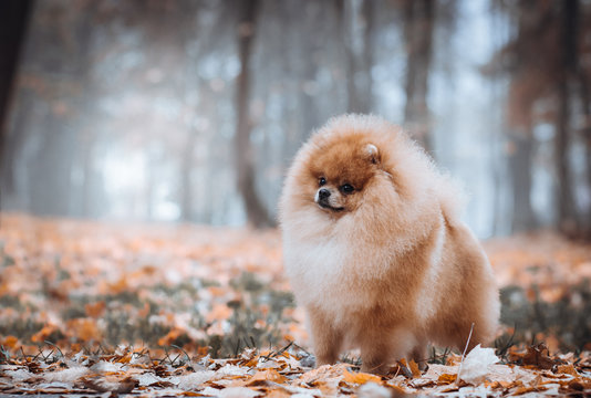 Super beautiful pomeranian dog posing outside 