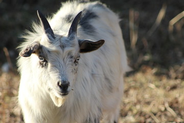 Blue Eyed Pygmy Goat