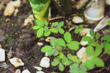 young plant in soil