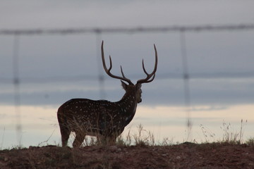 Mature Axis Buck Silhouette 