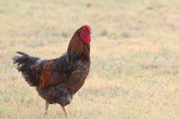 Blue Laced Red Wyandotte Rooster