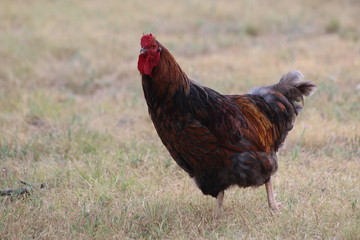 Handsome Blue Laced Red Wyandotte Rooster