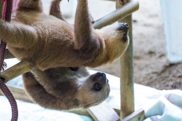 Naklejka premium Baby Three Finger Sloth (Bradypus Variegatus) in Sloth Sanctuary, Limon Costa Rica