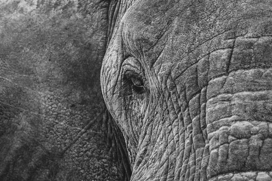 Elephant close ups in the kruger national park 