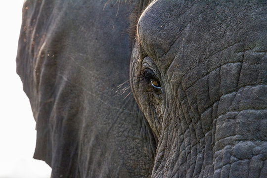 Elephant close ups in the kruger national park 