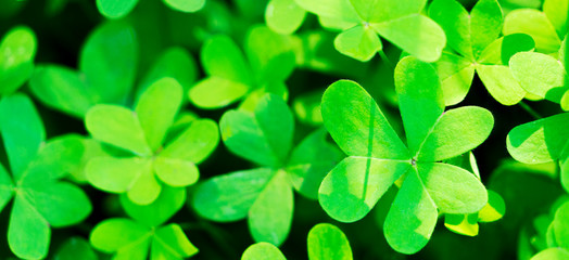 Green natural growing clover shamrocks leaves background. St.Patrick's day holiday symbol