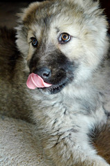 Fluffy Caucasian Baby Shepherd Dog