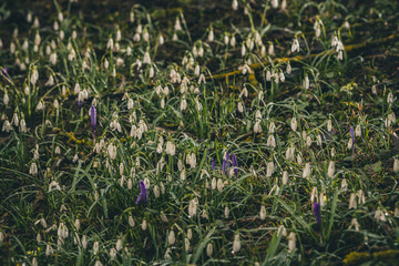 Field filled with snowdrops (Galanthus nivalis) in early spring. Concept of mystical early morning meadow with snowdrops. Overview of the field with snowdrops.