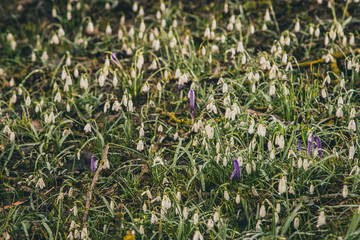 Field filled with snowdrops (Galanthus nivalis) in early spring. Concept of mystical early morning meadow with snowdrops. Overview of the field with snowdrops.