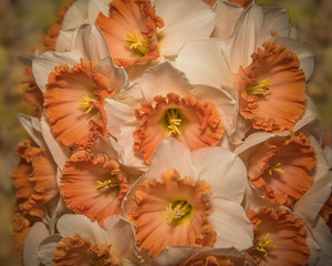 Obraz na płótnie Canvas Fresh spring daffodils posy light and bright