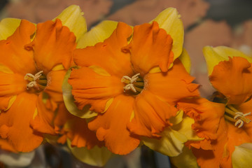 Spring fresh yellow doffodil flowers in garden, Holland
