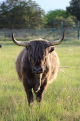 Silver Scottish Highland Bull