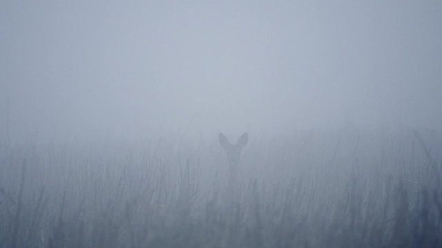 Single Fallow Deer (Dama dama) in morning mist. Deer in the nature habitat.