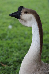 Obraz premium Brown African Gander Profile