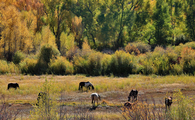 Horses graze in western Colorado