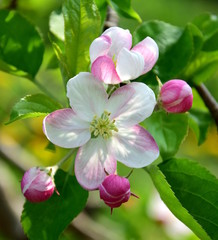 Obraz premium Apfelbaumblüten - Apfelbaum - Blütezeit in Lana in Südtirol