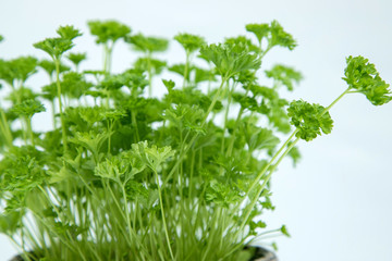 parsley in a pot closeup. Greenery at home.